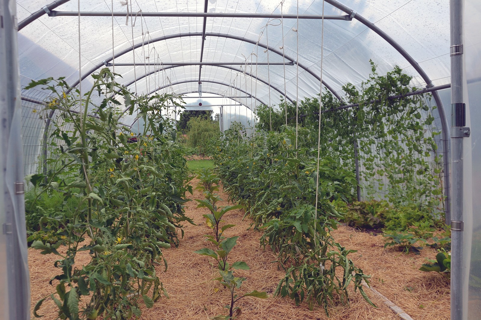5 investissements pour améliorer votre production en serre - Le  jardinier-maraîcher